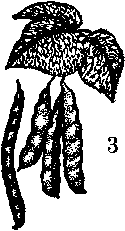 String beans