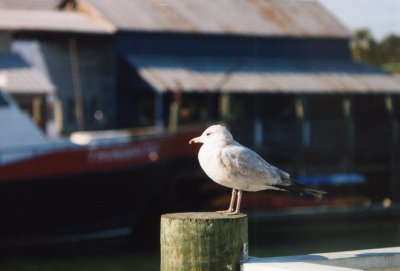 Seagull at Mount Pleasant, SC